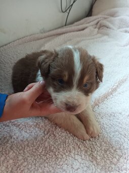 Australský ovčák bez PP - 6