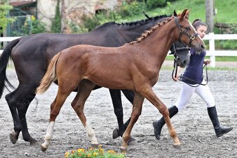 Klisnička po One And Only (Don VHP) - 6