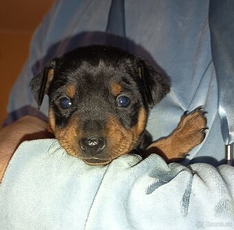 Nabízím k prodeji štěňata trpasličího pinče - 6