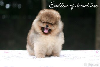 Pomeranian FCI - 6