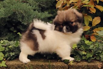 Tibetský španěl - 6