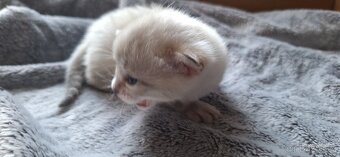 Bengálská kočička do chovu s PP - 6