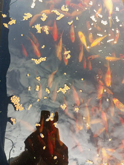 Jezírkové ryby na prodej - 6