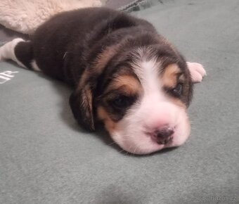 Bígl, Beagle, štěňátka - 6