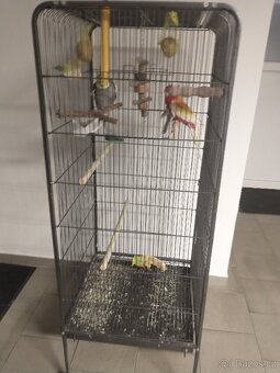 Korely a Rosela pestrá - 6