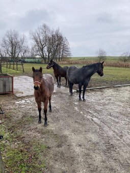 Quarter Horse - kobylka - 6