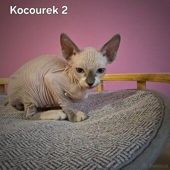 Kanadský sphynx - 6