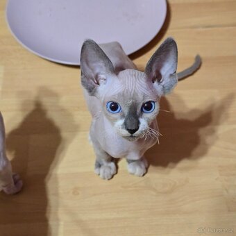 Kanadský sphynx - 6
