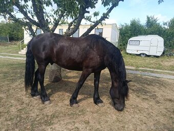 Fríský kůň, Quatrer horse - 6