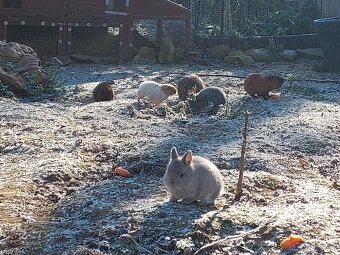 Zakrslý králíček možno i s morčetem - 6