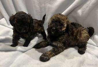 Pudelki miniaturki - 6