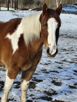 Valach paint horse - 6