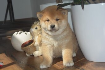 Shiba inu s průkazem původu - 6