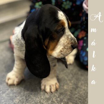 Basset Hound - štěňátka - 6