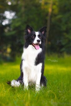 Border kolie s průkazem původu - pejsek - 6