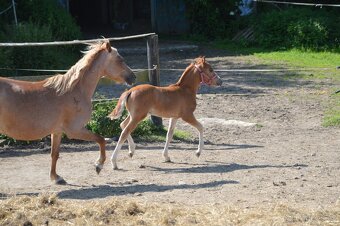 Letošní hrebecek cca 135 cm - 6