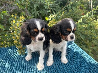 Kavalír King Charles Španěl tricolor - 6