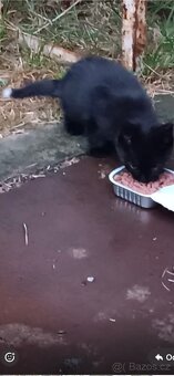 Koťátka hledají nový domov 🐾 - 6