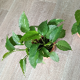 Šplhavnice neboli Epipremnum, Pothos - 6