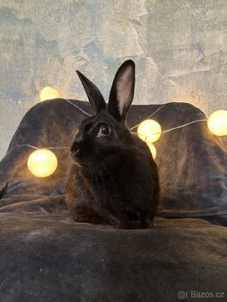 sportovní králík s pp - Helena - 6