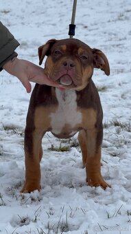 American Bully xl - 6