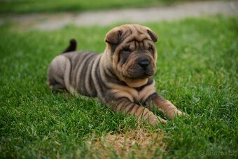 šarpej sharpei - 6