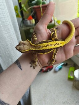 Pagekon řasnatý 1.0 LW - 6