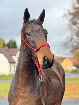 Karačájevský kůň - 6