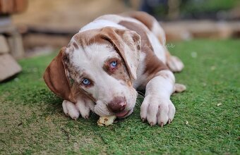 Louisianský leopardí pes - Louisiana Catahoula s PP - 6