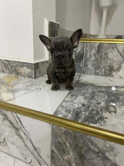 Francouzský buldoček bez pp - 6