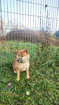 Shiba Inu s PP FCI - roční červená fenka - 6