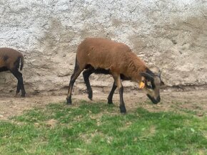 Jehňata kamerunské ovce - 6