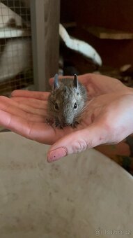 Osmák degu - 6