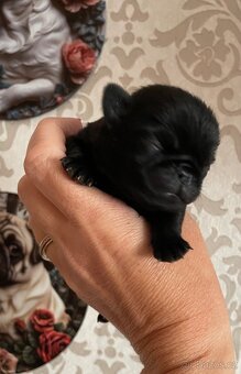 Mops s PP - 6