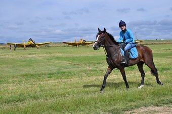 Klisna A1/1 - 6