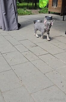 Francouzský buldoček – fenka lilac tan (jasně modrá s pálení - 6