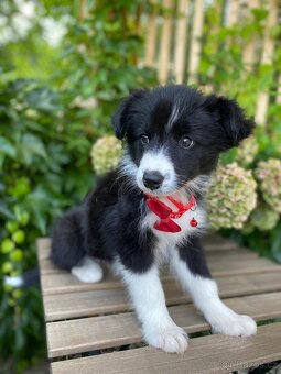 Predaj border collie - 6