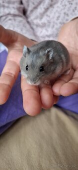 Křeček džungarský - 6