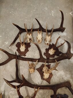 Jelení + srnčí - 6