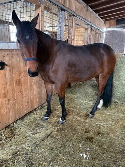 7 letá klisna - klusak - 6