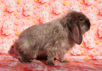 Zakrslý satén rex LT beránek sameček . - 6