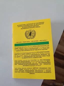 Prodám pulroční kotě - 6