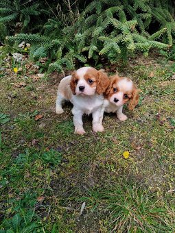 Kavalír king charles španěl - 6