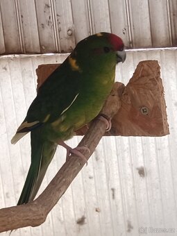 Kakariki - 6