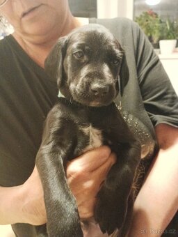 Prodám štěňátka - 6