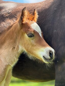 🌟 Hřebeček Welsh Cob 🌟 - 6