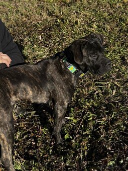 Cane Corso - 6