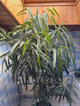Ficus maclellandii "Alii" 210cm strom - 6