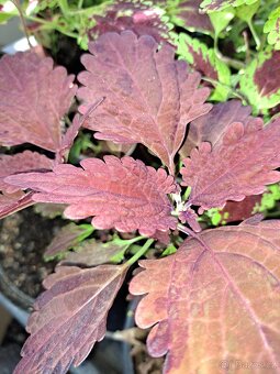 Sazenice okrasných kopřiv,coleus - 6