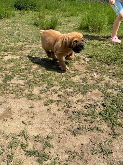 Boerboel - štěňátka - 6